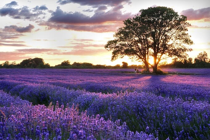 lavender-field-1